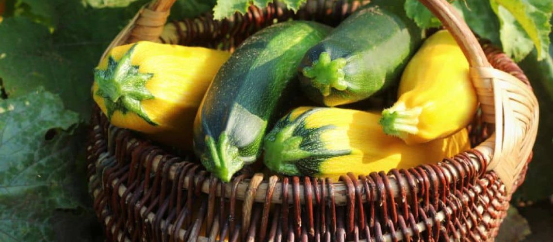 גידול דלועים